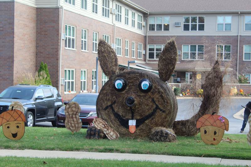 Haycorn lover: Lincoln Manor Senior Housing expanded the scope of its bale, creating a squirrel hungry for some acorns. The bale was part of the 2025 Hay Bale Trail in Rochelle throughout October.