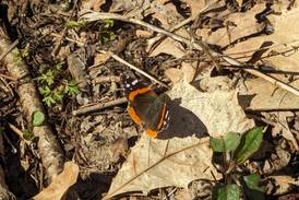 Good Natured in St. Charles: Red admiral butterfly’s life cycle still a mystery