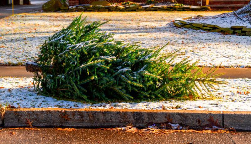 Christmas tree pickup
