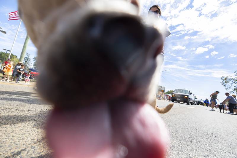 Buttercup dishes out the kisses Saturday, Sept. 14, 2024, during the Fiesta Days parade in Rock Falls.