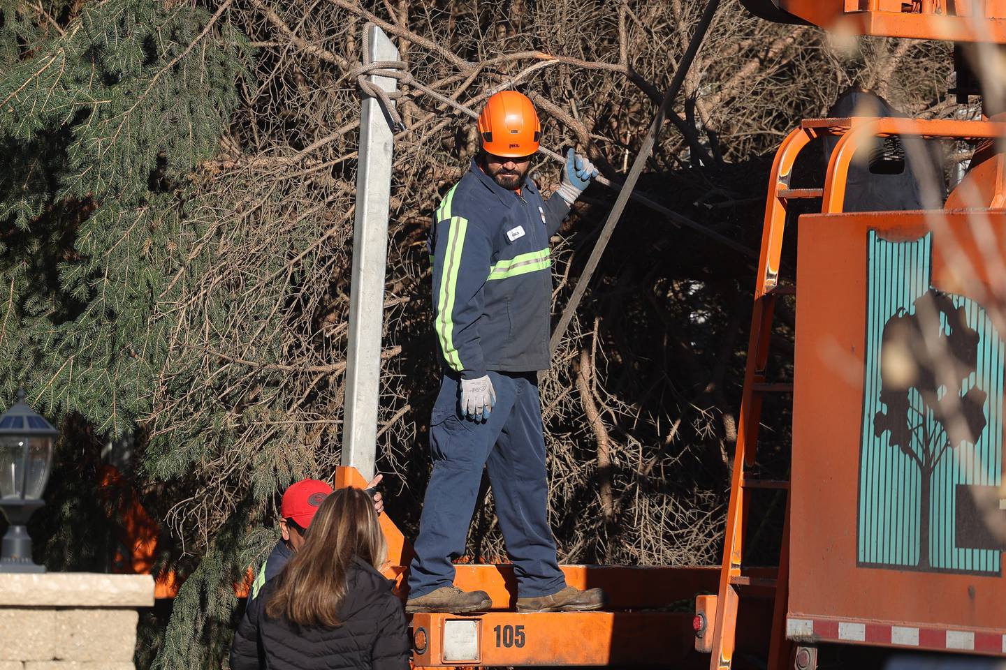 A worker makes sure a line is secure on the tree before it leaves a subdivision of Plainfield for downtown Joliet on Thursday, Nov. 9, 2023.
