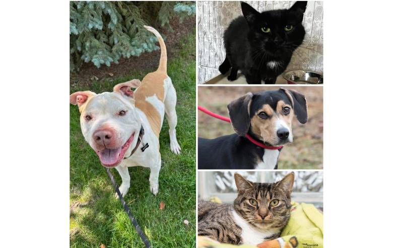 The Herald-News presents this week’s Pets of the Week. Read the description of each pet to find out about that pet, including where it can be adopted in Will County.