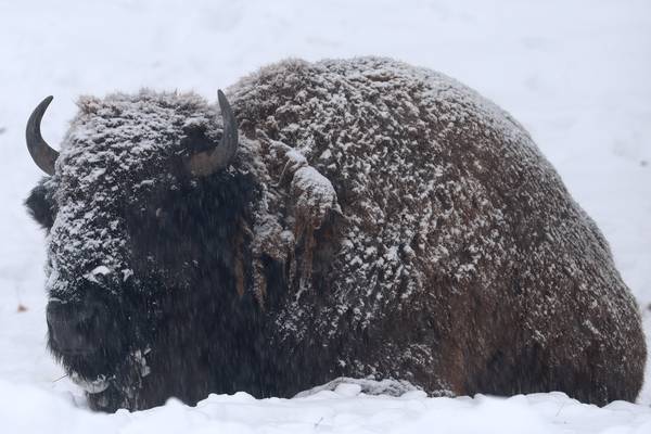 Photos: Early winter arrives as Illinois Valley blanketed in snow again