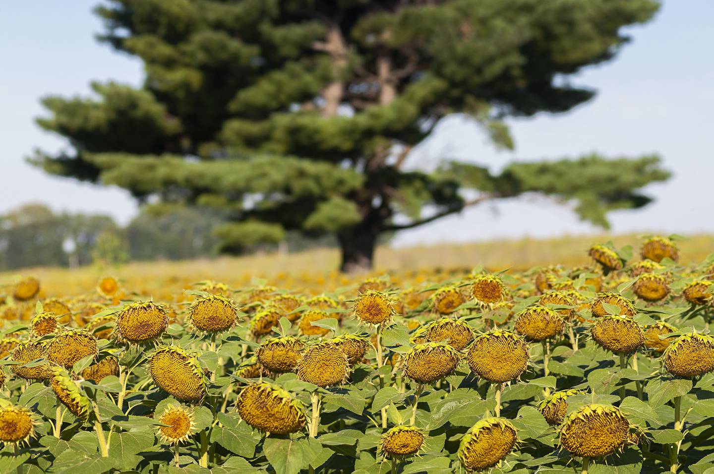 A patch of sunflowers, planted by the ag class at SVCC, sits proudly on display outside of the college.