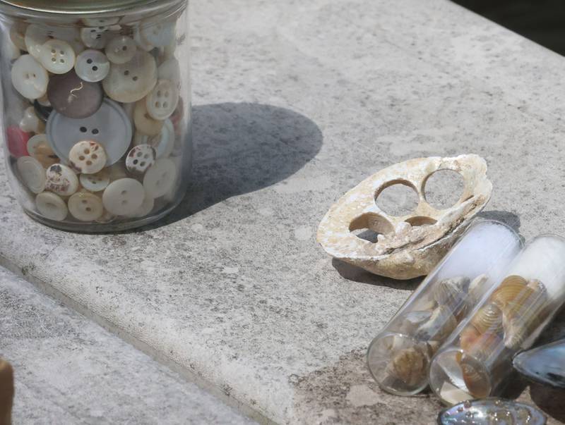 A view of a mussell shell that was used for buttons on Wednesday, May 20, 2026, at Starved Rock Marina. In the late 1890s, freshwater mussels became a major industry in Southern Illinois, where shells were harvested for use in button factories. Pollution and unregulated harvesting devastated mussel populations before plastic ended the industry in the 1940s.