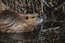 Wild Neighbors: Beavers – Nature’s Engineers program coming to Oregon on Feb. 11