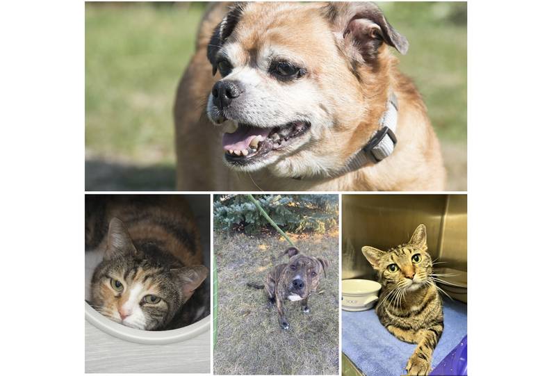 The Herald-News presents this week’s Pets of the Week. Read the description of each pet to find out about that pet, including where he or she can be adopted.