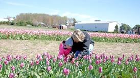 Photos: 2024 Midwest Tulip Festival opens in Maple Park