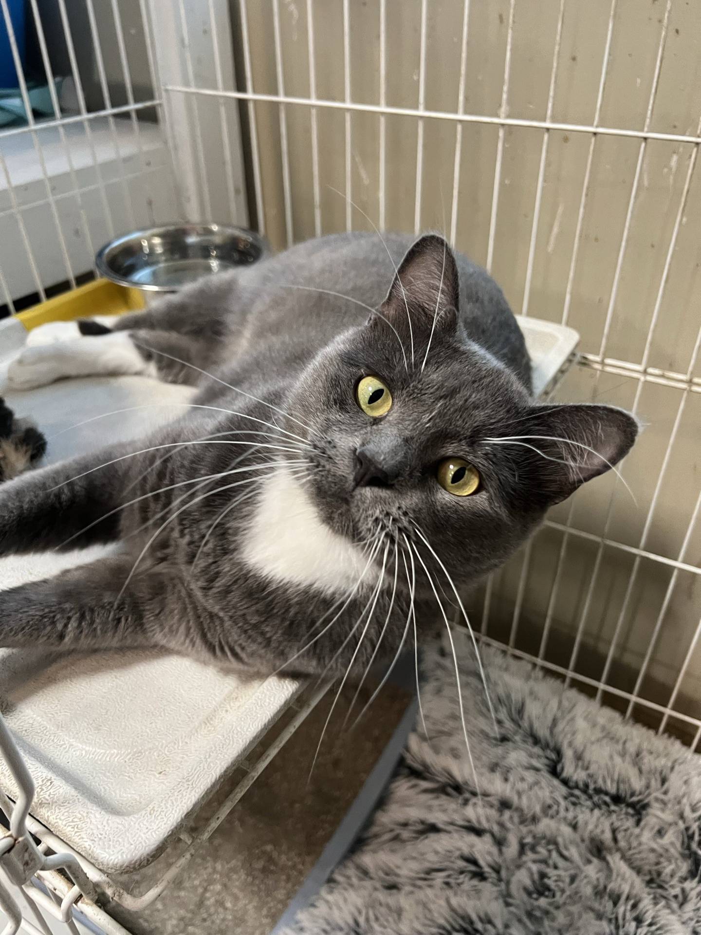 Blue is a 2-year-old shorthair that was rescued from the euthanasia list of an animal control in southern Illinois. He is outgoing, curious and friendly. He will give affectionate head rubs when petted and he is eager for attention. To meet Blue, email Catadoptions@nawsus.org. Visit nawsus.org.