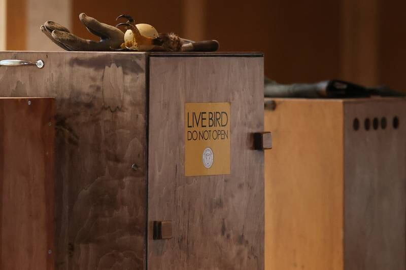 Victor E., a rescued Bald Eagle, from the Hoo’s Woods Raptor Center waits in a box before the presentation at the Four Rivers Environmental Education Center’s annual Eagle Watch program in Channahon.