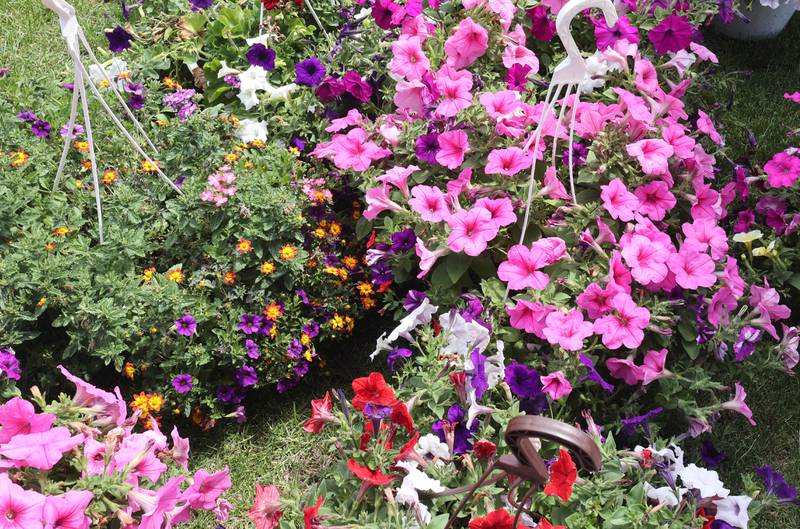 Flowers at the Roden's Elegant Gardens booth Tuesday, June 7, 2022, at the Sycamore Farmers Market on the lawn of the DeKalb County Courthouse.