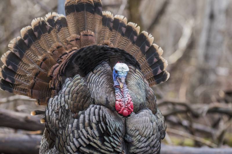 The wild turkey, Meleagris gallopavo, was never a candidate for our nation’s symbol, but it did help Benjamin Franklin advance his study of electricity.