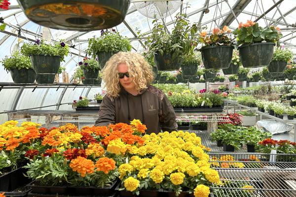 2026 Forreston FFA greenhouse sale dates announced