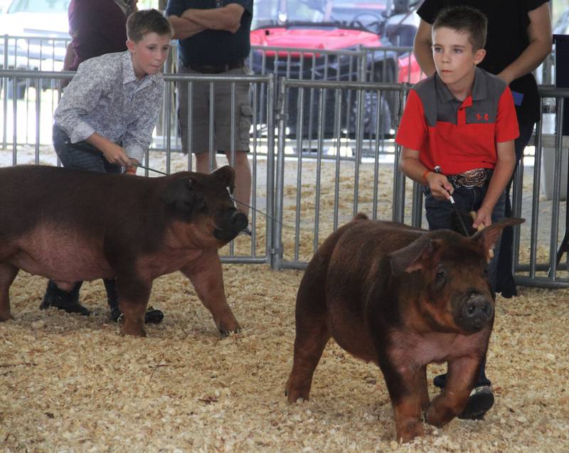 Brothers Nathan (left) and Eli Swenson of Newark gently direct their Duroc barrows around the show ring at the Kendall County Fairgrounds on Friday.