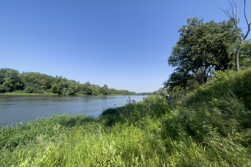 The Kankakee River flows past Langham Island near the Kankakee River State Park as volunteer Karen Horn, of Altorf, searches for invasive species during a Friends of Langham Island stewardship day on Aug. 9, 2025.