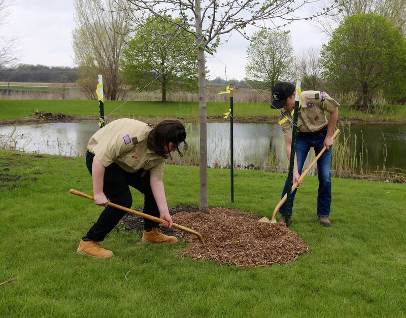 Boy Scouts Lucian Raatz and Isaac Gramley layer mulch on a newly planted tree in honor of Arbor Day on Saturday, April 27, 2024 at Oak Park in Elburn.