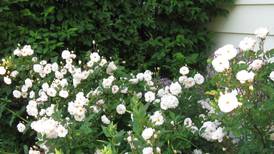 Down the Garden Path: Disease resistance for summer roses