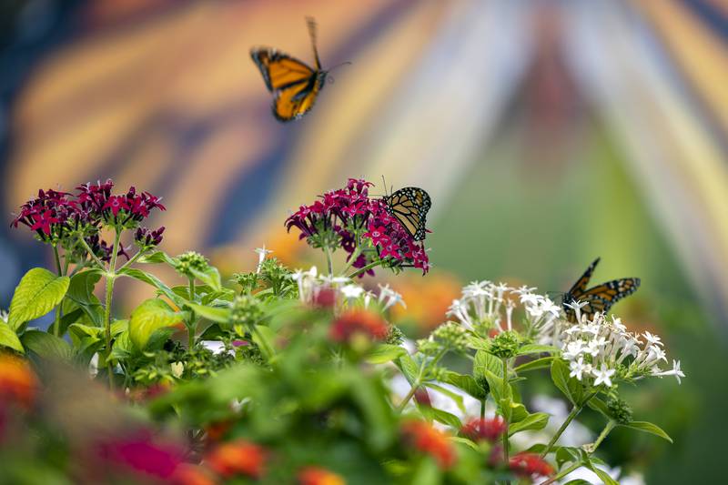 Monarch butterflies take flight Wednesday, August 6, 2025, in a tent set up by “The Butterfly Affect” group, at the Carroll County Fair. The group stresses repopulation and education of the second leading pollinator. After a week at the fair, the butterflies will be tagged and released.