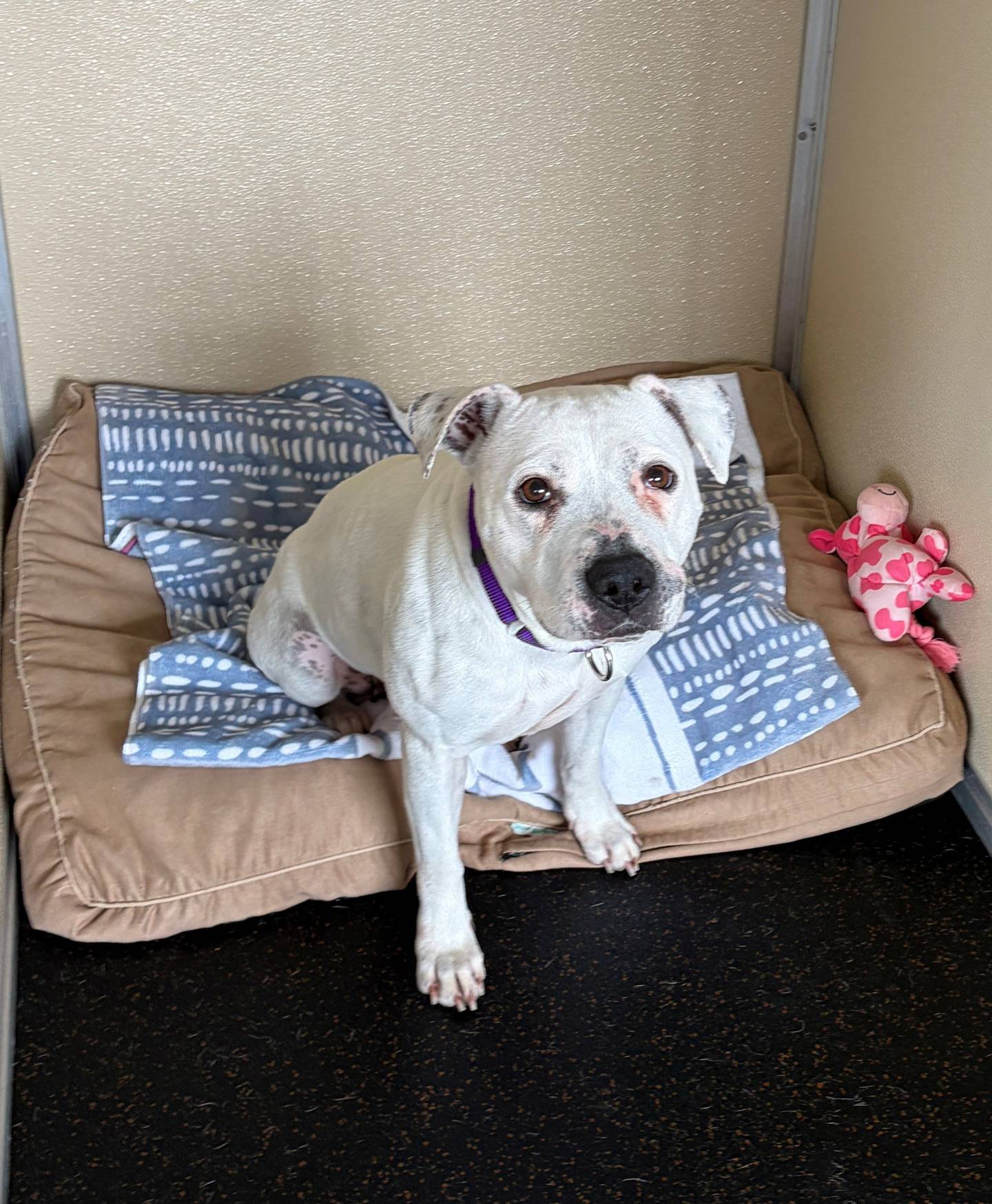 Delaney is a sweet, affectionate young dog who’s shy girl at first but blossoms with patience and kindness. She needs a gentle owner who will give her the time and reassurance she needs to come out of her shell and show her true personality. To meet Delaney, email All Pets Wellness Centers at allpetswcinfo@gmail.com.