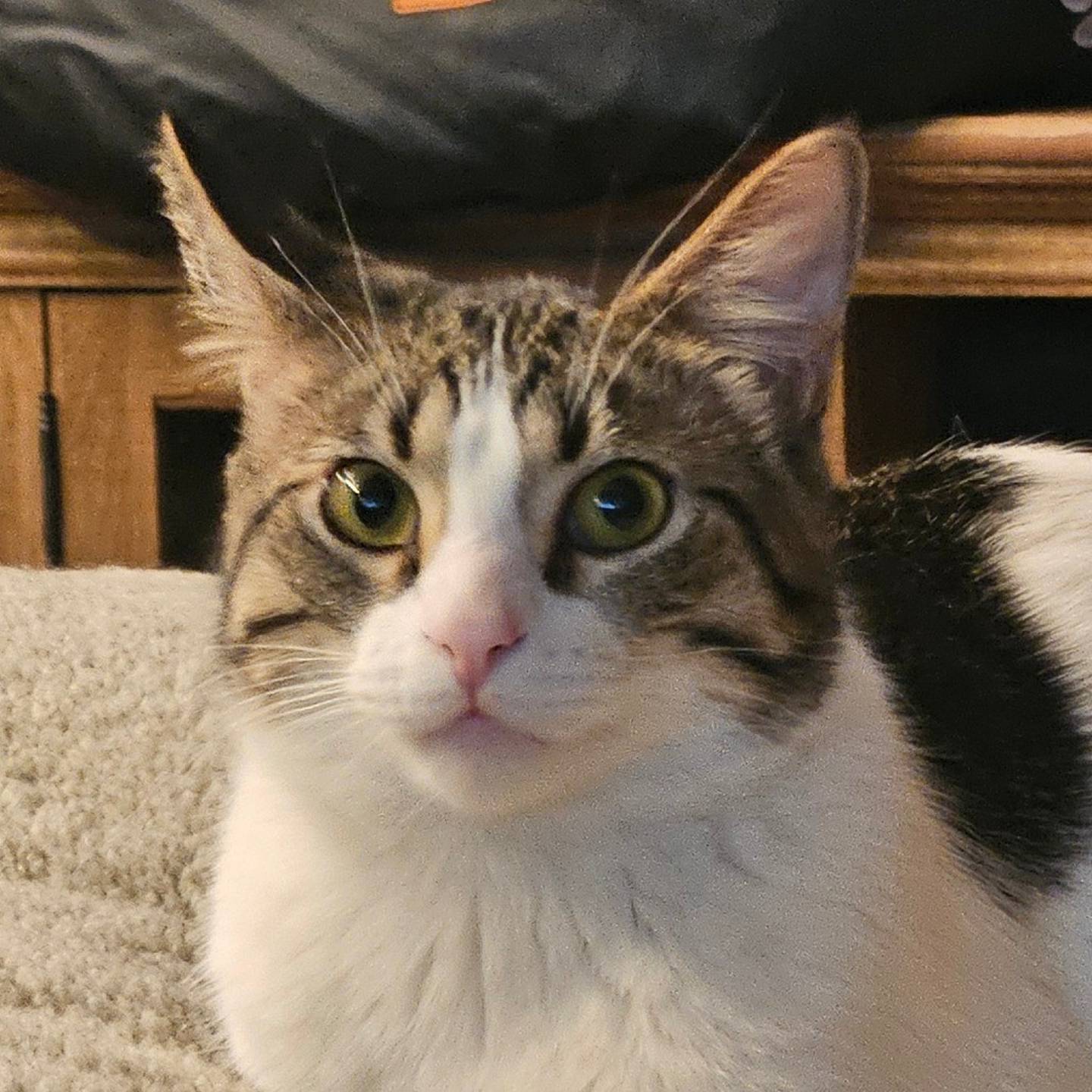 Pippin is curious, fun-loving, energetic, and loves to explore and play. He is also very social and craves attention. If he doesn’t receive enough, he’ll climb onto someone’s leg or shoulder until he’s noticed. He loves to run around and play with his siblings, so he’d love a home with another cat – or even being adopted one or both of his brothers. To meet Pippin, visit ForgetMeNotRescue.com/adoptables.