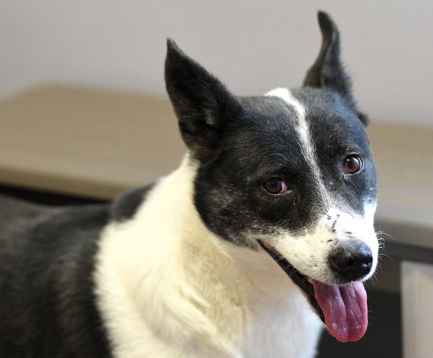 Harper was one of three dogs brought to Anderson Humane in South Elgin on Friday after being rescued from a South Korean dog meat farm.