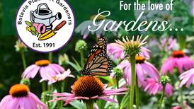 Batavia Plain Dirt Gardeners offers $2K scholarship