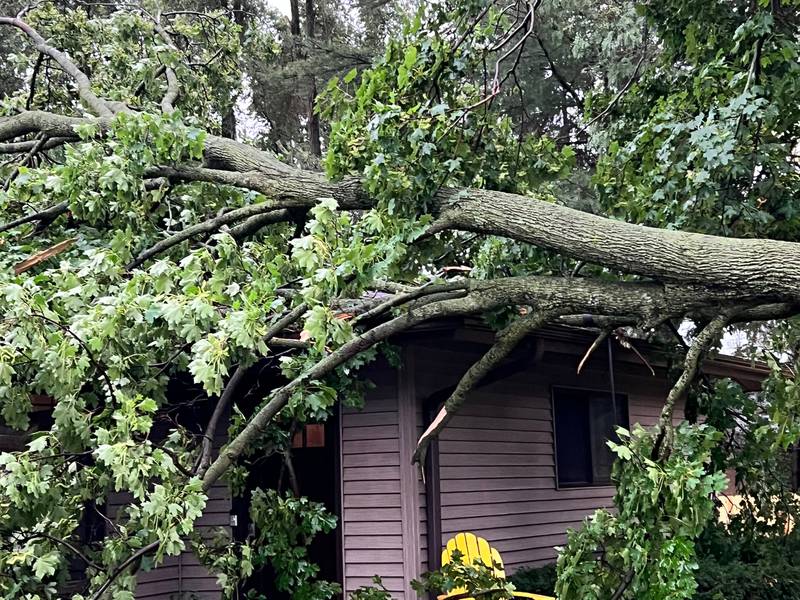 A maple tree missing a branch is in Cheryl Daniel's front yard in McHenry following a storm on July 26, 2023.