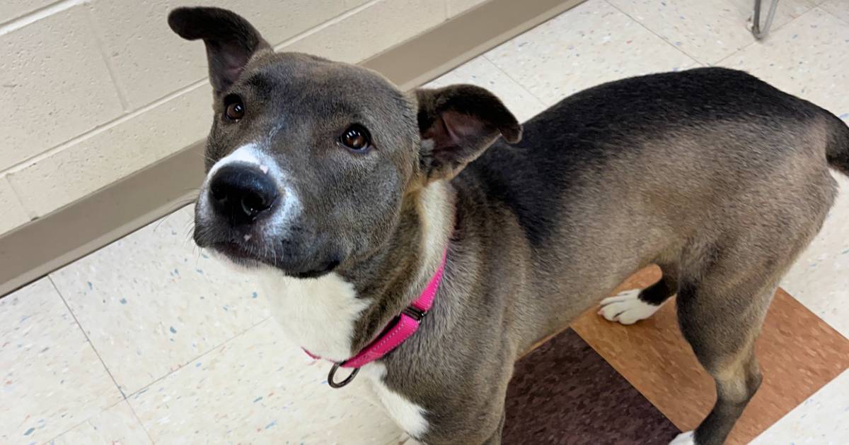 Joliet Township waives dog adoption fees for the holidays – Shaw Local