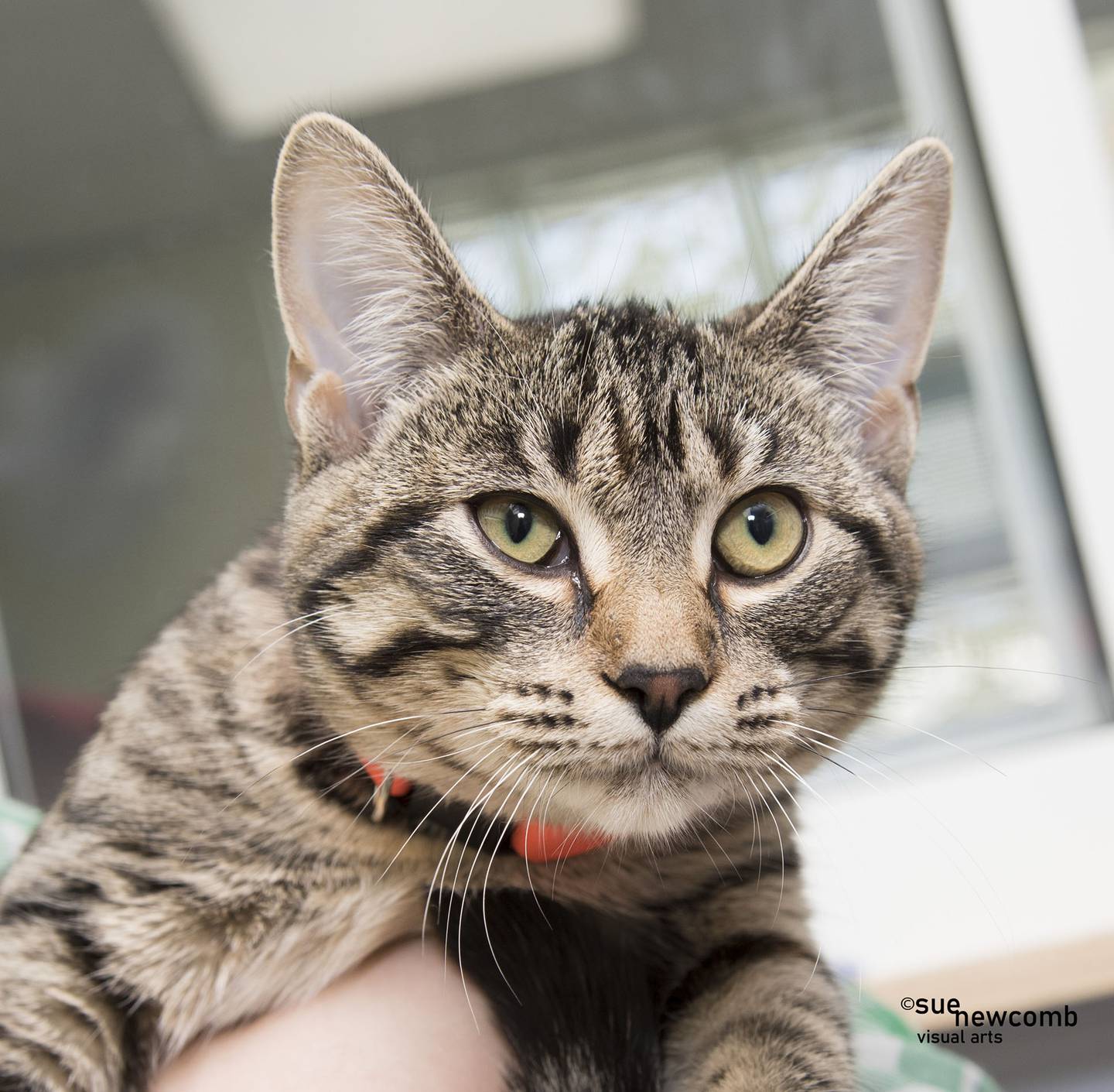 Bambi is a domestic shorthair who came to the shelter from a local animal control. She is on the shy side but is coming around. Bambi needs a patient and loving home with no children. Contact the Will County Humane Society at willcountyhumane.com and follow the instructions for the adoption process.