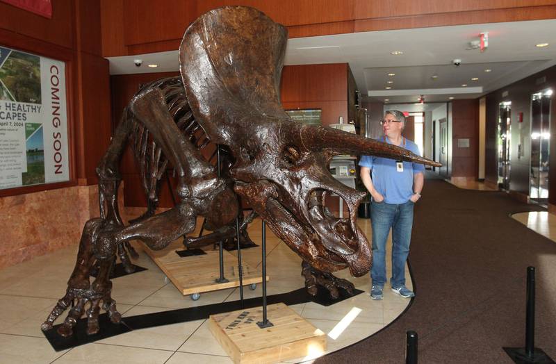John Adams, of Mundelein, visitor's services clerk, talks about the Triceratops skeletal mold on display at the entrance to the Dinosaurs: Fossils Exposed exhibit in the Dunn Museum on October 28th in Libertyville. The exhibit is sponsored by the Preservation Foundation of the Lake County Forest Preserves and runs through January 15, 2024.
Photo by Candace H. Johnson for Shaw Local News Network