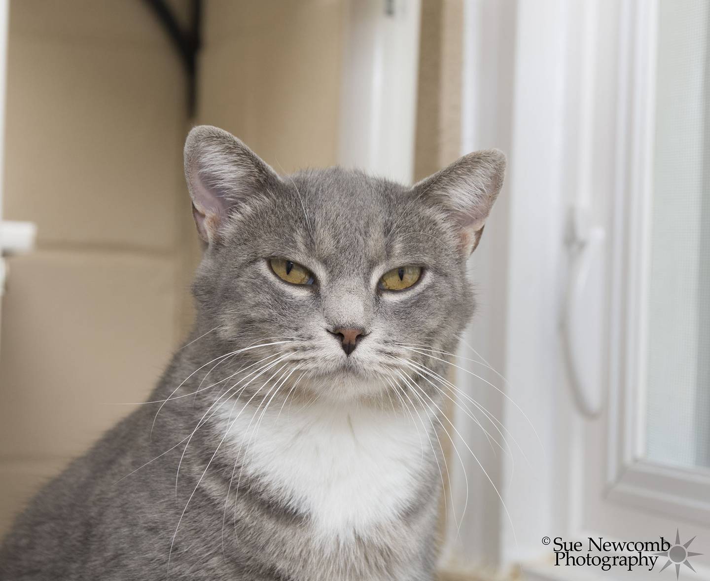 Coral is a domestic shorthair. She is a little shy but gentle and sweet. She can be timid around some of the other cats and prefers cats who are more mellow like her. Contact the Will County Humane Society at willcountyhumane.com and follow the instructions for the adoption process.