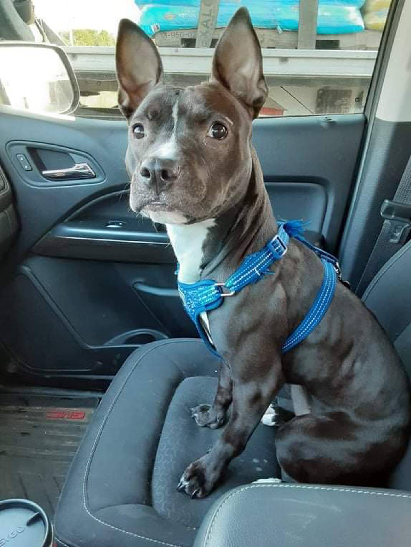 Ladybug is a 2-year-old friendly terrier mix that loves to be around people and other animals (both dogs and cats). She is crate-trained and knows basic commands. She loves to snuggle and play with toys. She needs a fenced yard. To meet Ladybug, email Stacy at stacy@nawsus.org. Visit nawsus.org.