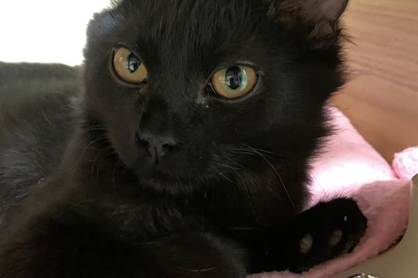 Want to spice up your life? Here’s a kitten to do the trick