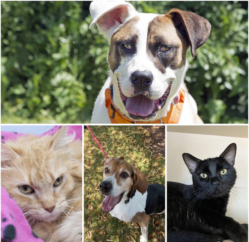 The Herald-News presents this week’s Pets of the Week. Read the description of each pet to find out about that pet, including where he or she can be adopted.