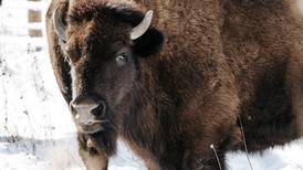 Listen: Kane County’s 5 most-read stories this week: Feb. 15-21