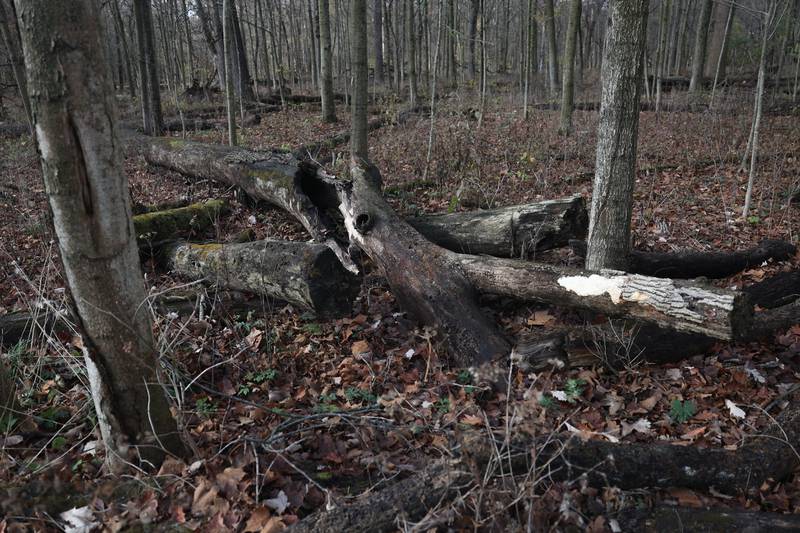 Larger downed trees are left to provide a habitat for a variety of woodpeckers that native to Illinois and Pilcher Park forest preserve in Joliet.