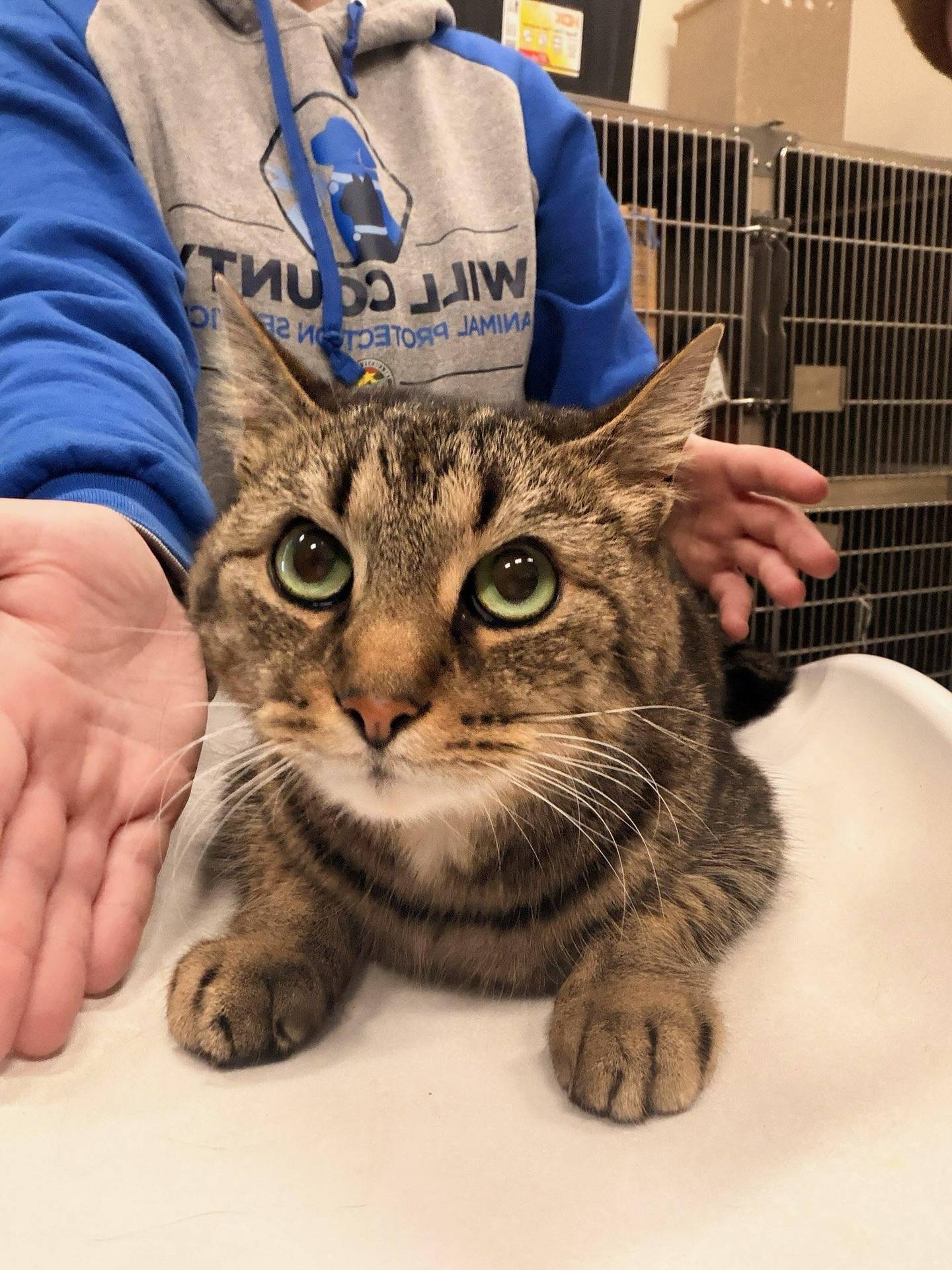 Sue is sweet and ready to add a little love and lots of purrs to your life. To meet Sue, email adopt@willcounty.gov or visit the Will County Animal Protection Services page on Petfinder.com.