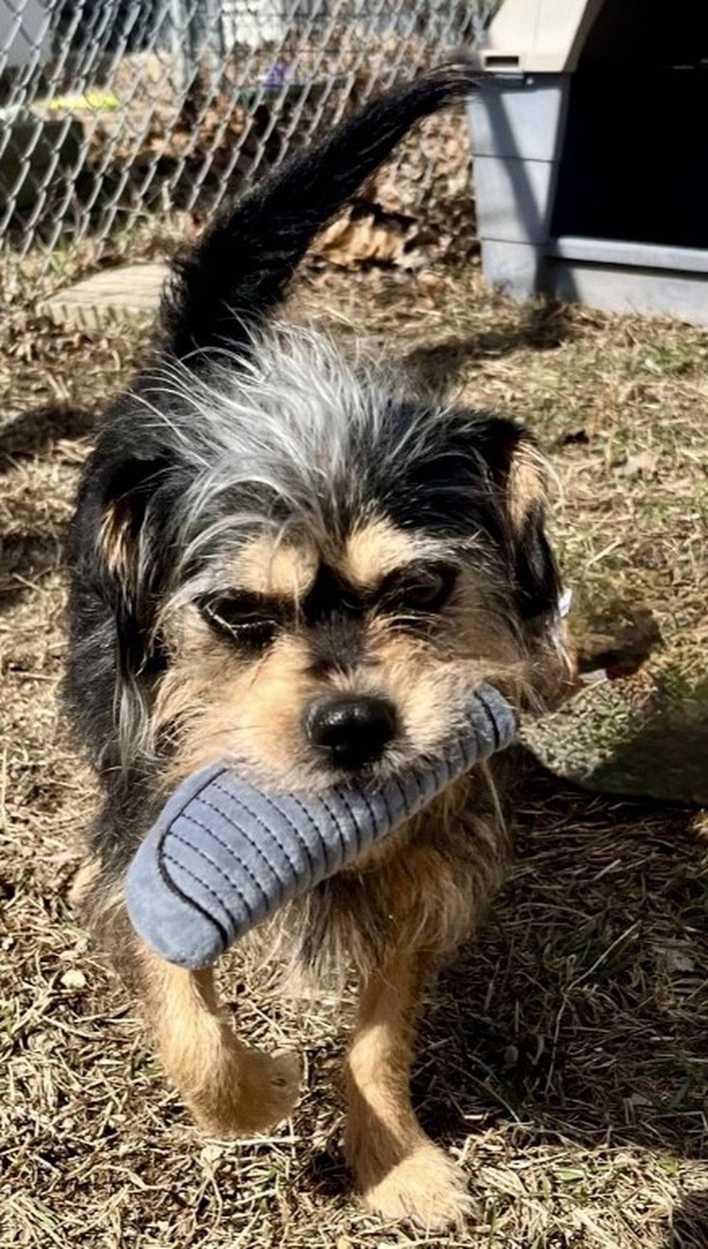 Pixie is a 12-pound terrier mix with lots of personality. She was found as a stray and never reclaimed. She enjoys hanging out with people and playing with toys. She must be the only pet in the home and needs an owner who understands terrier quirks. To meet Pixie, email the Will County Humane Society at willcountyhumane.com and follow the instructions for the adoption process.