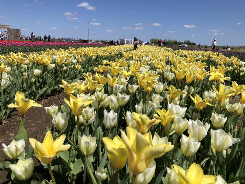 The tulips and daffodil's are in bloom at the Richardson Adventure Farm near Spring Grove on Sunday, April 21, 2024. This is the fourth year that the farm, known for its corn maze, has also offered a spring tulip festival.