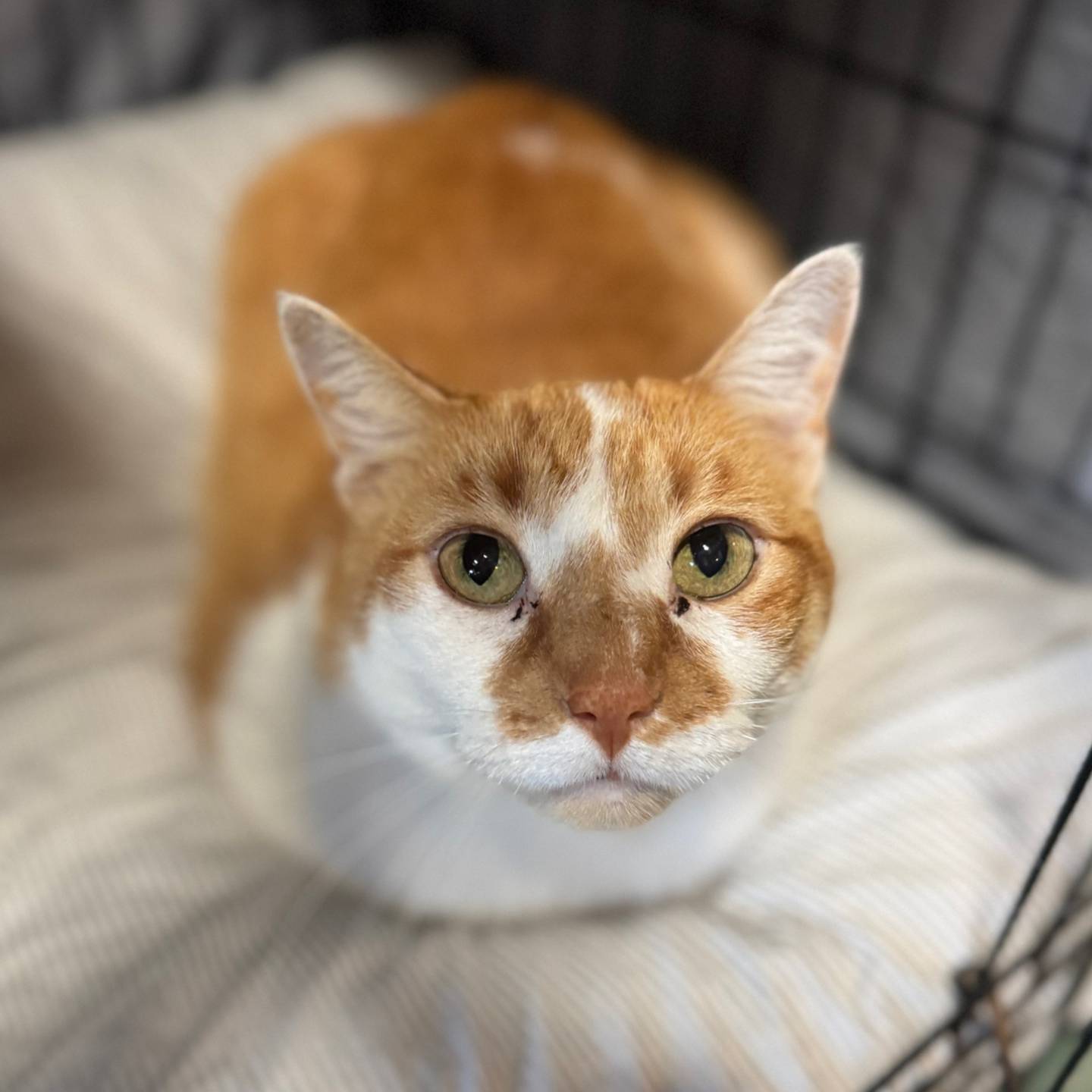 Mister is a 2-year-old cat that was found as a stray. He is friendly and comfortable around people, so he probably had a home at some point in his life. Mister is outgoing and affectionate. He wants love and attention from visitors to his kitty tower. He loves being petted. Mister is FIV-positive, so needs to be the only cat in a home or live with other FIV-positive cats. to meet Mister, email Catadoptions@nawsus.org. Visit nawsus.org.
