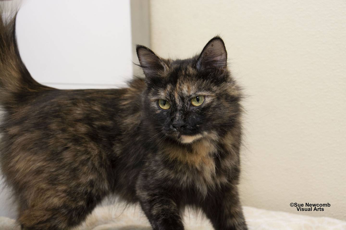 Midnight is a long-haired torti who loves attention and will climb all over people to get it. Contact the Will County Humane Society at willcountyhumane.com and follow the instructions for the adoption process.