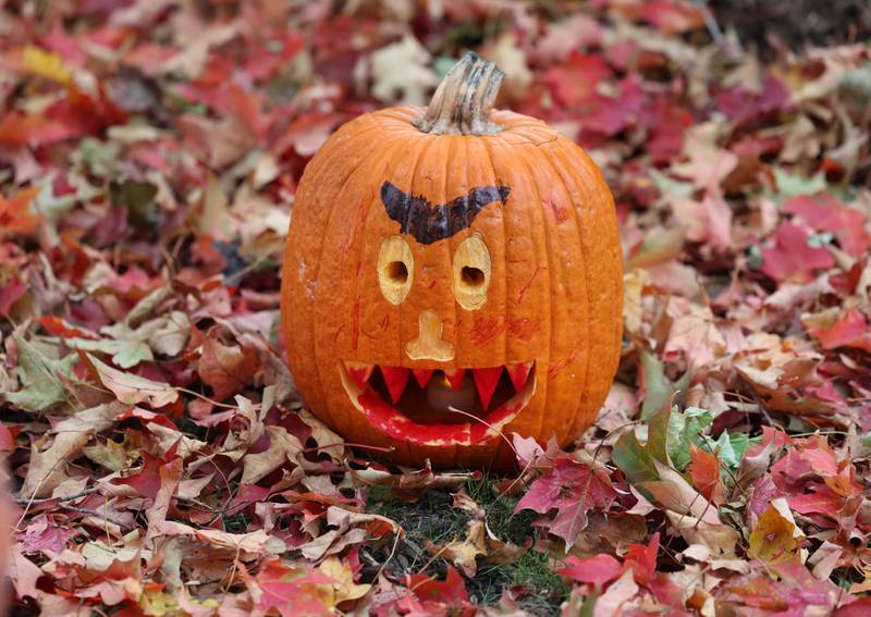A scary pumpkin sits among the fallen leaves Wednesday, Oct. 22, 2025, during opening day of the Sycamore Pumpkin Festival.