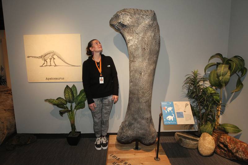 Jessica Castro, of Round Lake Park, visitor's services clerk, checks her height as she stands next to the femur bone of an Apatosaurus in the Dinosaurs: Fossils Exposed exhibit at the Dunn Museum on October 28th in Libertyville. The single leg bone is six-feet long. 
Photo by Candace H. Johnson for Shaw Local News Network