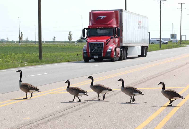 A gaggle of geese stop traffic taking their time to cross the street Friday, July 12, 2024, on Gurler Road in DeKalb.