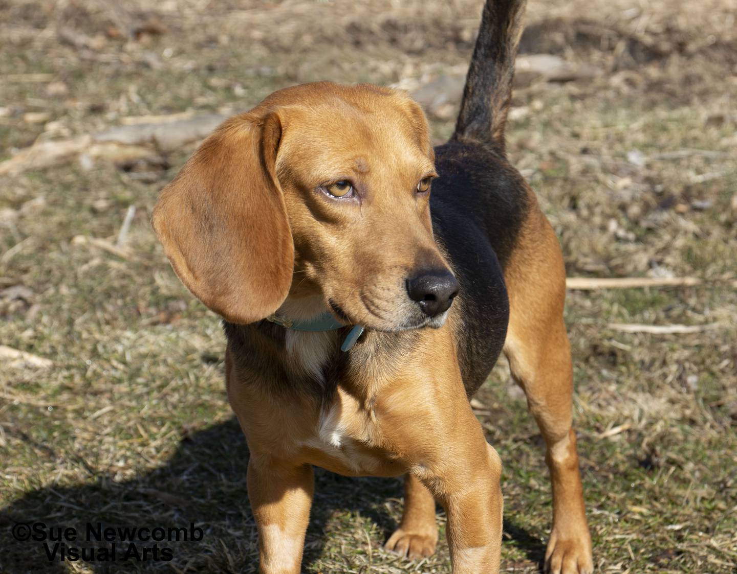 Tucker is a beagle/basset mix who is all hound with his nose to the ground. He is super friendly to everyone except cats. Tucker came to the shelter heartworm-positive, but is being treated and is doing well. Contact the Will County Humane Society at willcountyhumane.com and follow the instructions for the adoption process.