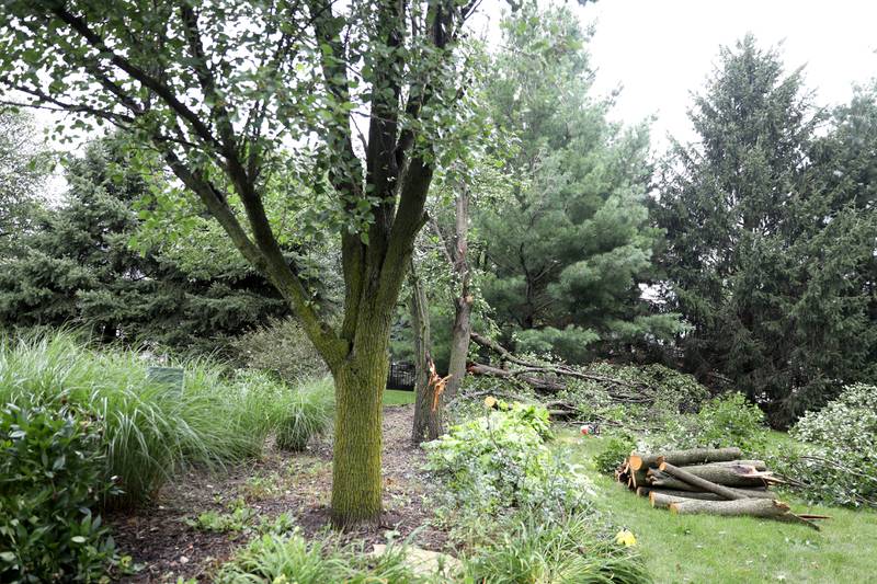 Several trees were damaged at the home of Sugar Grove resident Dennis Panagopoulos following a storm the evening of Monday, July 15, 2024.