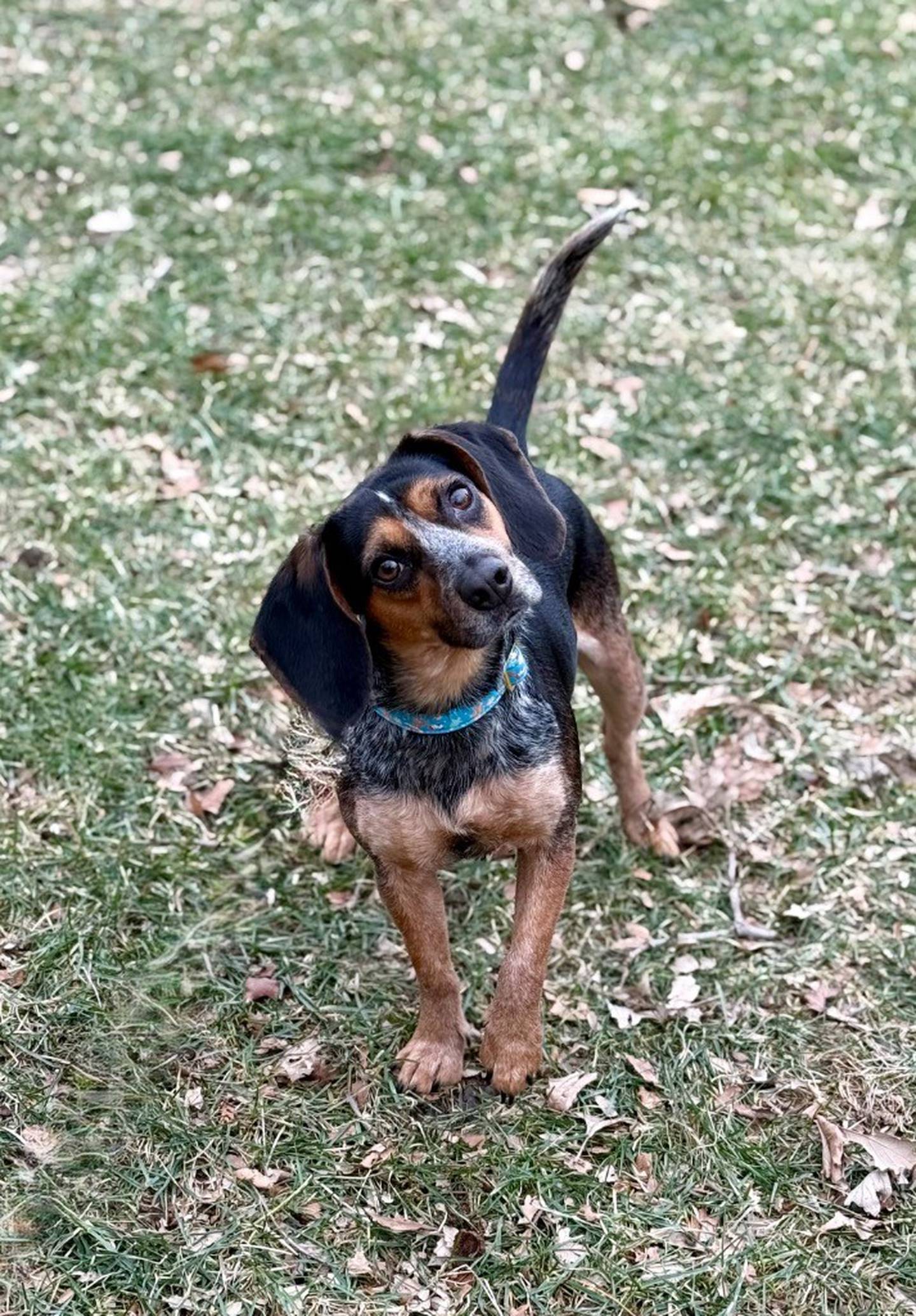 Mary is a loving and silly 3-year-old beagle who came to the humane society from a hoarding situation. She loves belly rubs and playing with toys. She needs a patient adopter to help her adjust to a new life. Mary is dog-friendly and would do best with older children. Email the Will County Humane Society at willcountyhumane.com and follow the instructions for the adoption process.