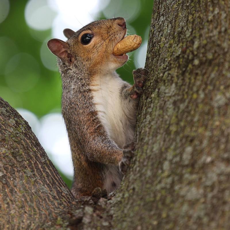 A squirrel scores a meal Tuesday, July 2, 2024, in front of Barb City Manor in DeKalb.