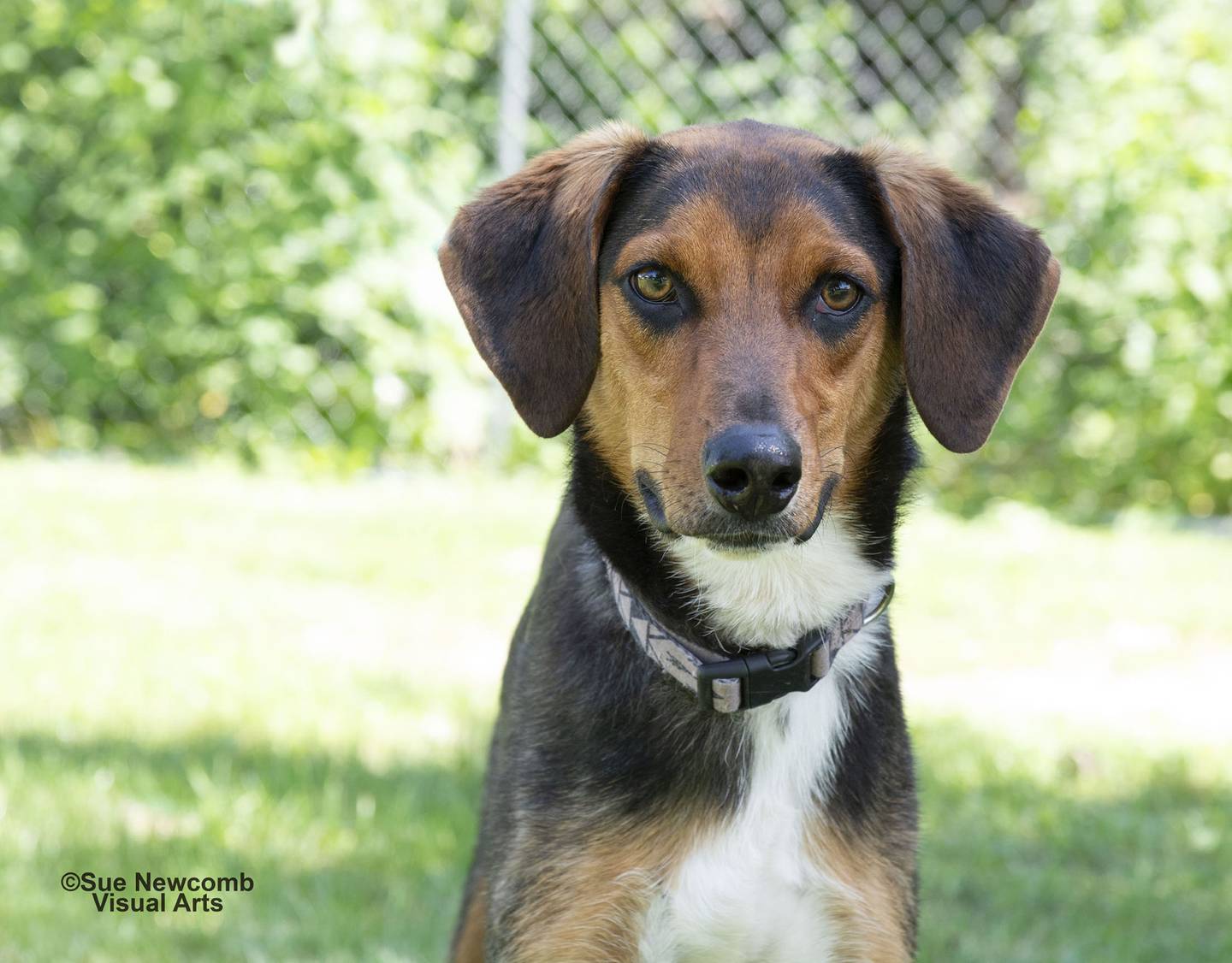 Pluto is a goofy, 1 year-old hound mix who came to the humane society from local animal control. He is outgoing, playful and filled with energy. Pluto needs an owner to keep up with him and help him be his best. Contact the Will County Humane Society at willcountyhumane.com and follow the instructions for the adoption process.