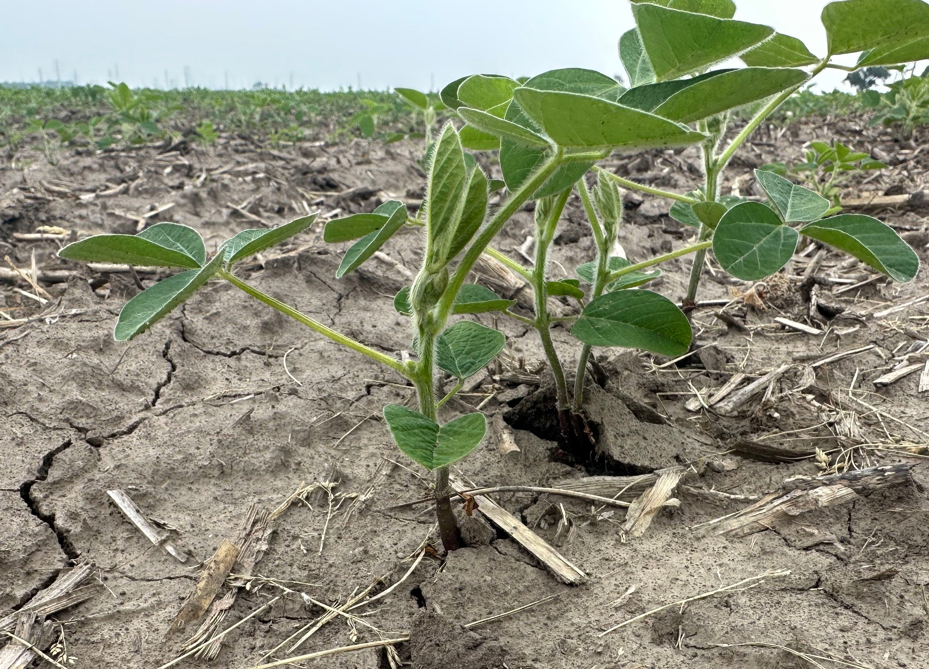 This bean field shows cracks and drought conditions along North 2803rd Road in Utica. The U.S. Drought Monitor shows the Illinois Valley region in an abnormally dry to moderate drought.